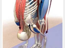 Anatomía de las Asanas como mejorar tus asanas
