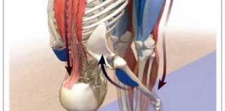 Anatomía de las Asanas como mejorar tus asanas