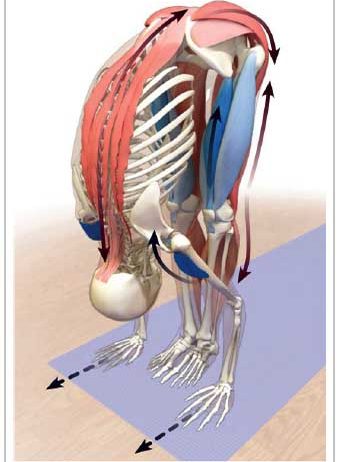 Anatomía de las Asanas como mejorar tus asanas