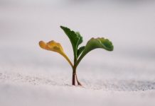 Poniendo en Práctica los Gunas stava rajas tamas