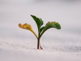 Poniendo en Práctica los Gunas stava rajas tamas