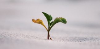 Poniendo en Práctica los Gunas stava rajas tamas